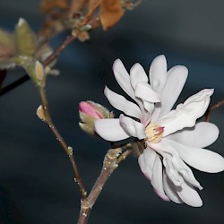 Nu blommar magnolian! 2017-01-11